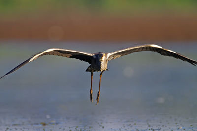 Grey heron on landing on a marsh