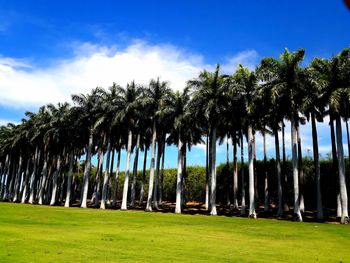 Palm trees on field against sky