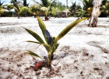 Palm trees on beach