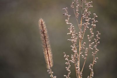 Close-up of plant against blurred background