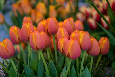 Close-up of yellow tulips in field