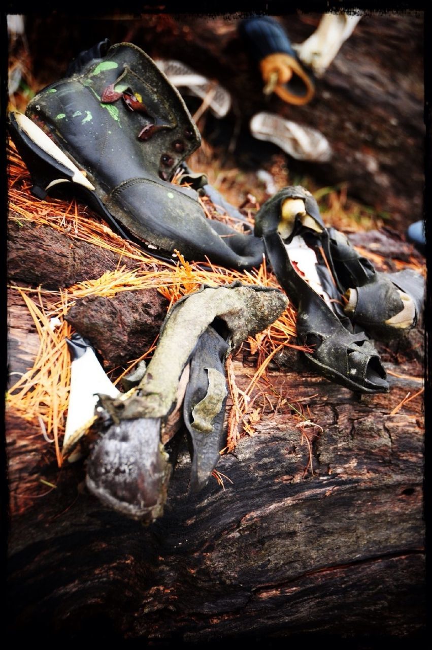 transfer print, auto post production filter, animal themes, wood - material, high angle view, messy, dirty, day, outdoors, abandoned, dead animal, no people, dirt, wildlife, obsolete, nature, field, sand, log