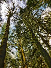 Low angle view of trees in forest against sky