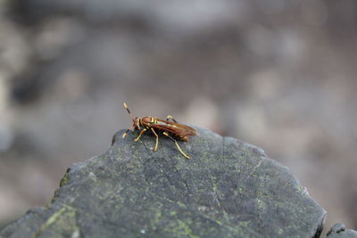 Close-up of insect on rock