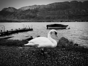 Swans swimming on lake