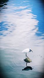 High angle view of bird in lake