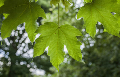 Close-up of leaves on tree