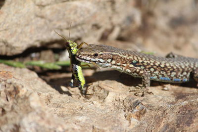 Close-up of lizard on rock