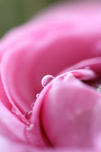 Close-up of pink rose