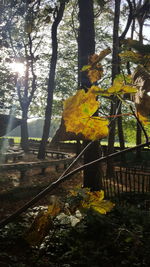 Close-up of trees in forest during autumn