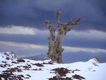 Bare trees on snow covered land against sky