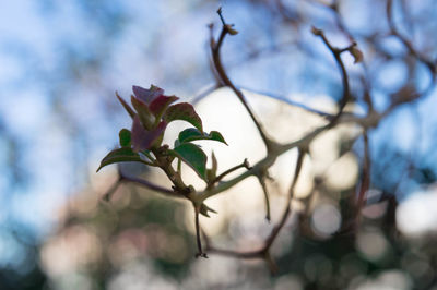 Close-up of flower tree