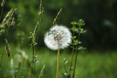 Close-up of dandelion