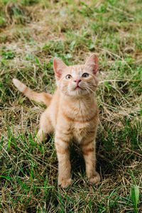 Portrait of cat on field