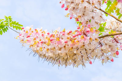 Low angle view of cherry blossoms against sky