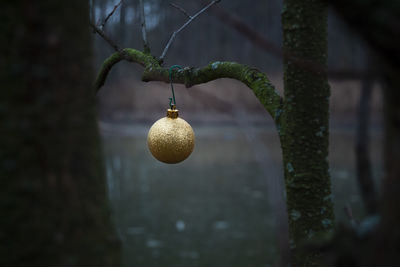 Close-up of fruit hanging on tree