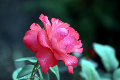 Close-up of wet pink rose
