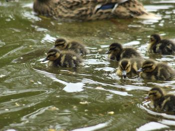 Ducks swimming in lake