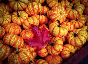 Full frame shot of pumpkins at market stall