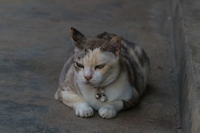 Close-up of cat resting on rock