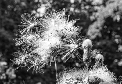 Close-up of dandelion