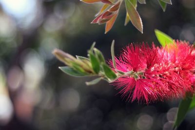 Close-up of red flower blooming outdoors