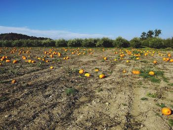 Flowers growing on field against clear sky