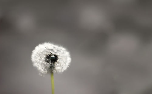 Close-up of dandelion flower