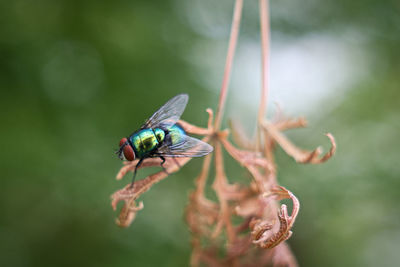 Close-up of insect on flower