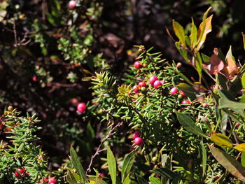 Close-up of fresh green plants