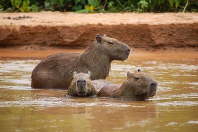 View of capybara in water