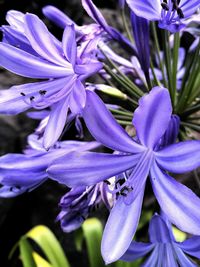 Close-up of purple flowering plant