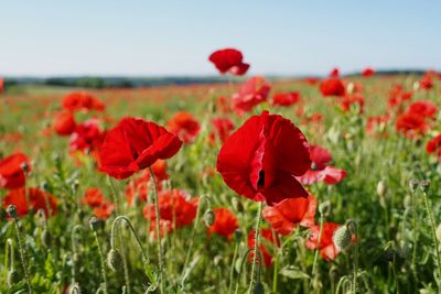 Close-up of red poppy flowers in field