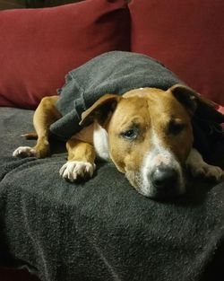 Dog sleeping on sofa at home