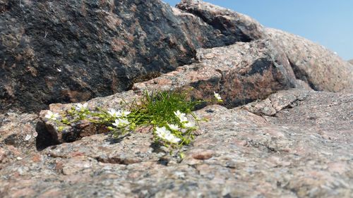 Close-up of rocks on mountain