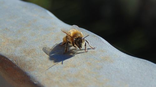 Close-up of insect