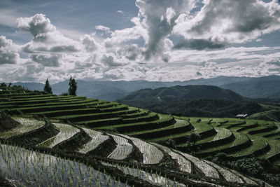 Rice terrace in northern thailand