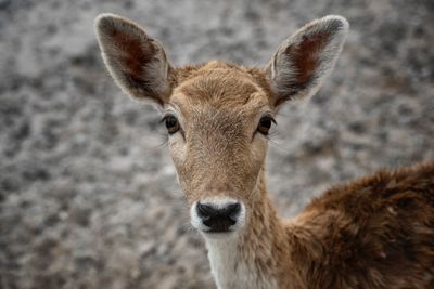 Close-up portrait of sheep on land