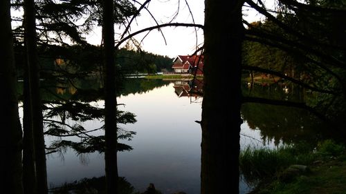 Reflection of trees in river