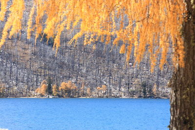 Scenic view of lake in forest during autumn