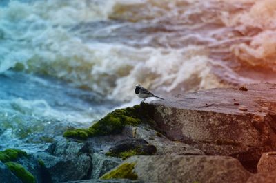 View of  bird on rock