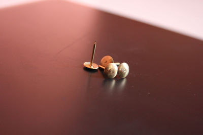 High angle view of shells on table