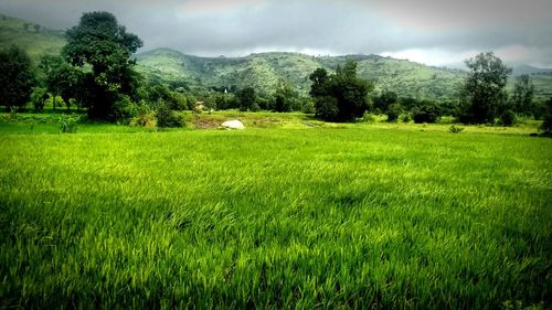 Scenic view of field against sky