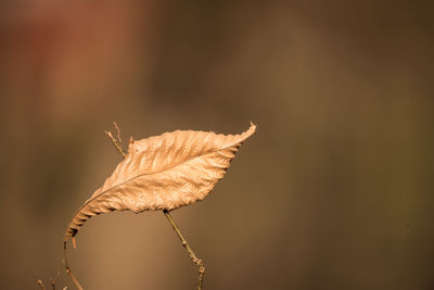 Close-up of dry leaf against blurred background
