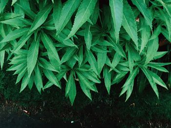 High angle view of plant growing on field