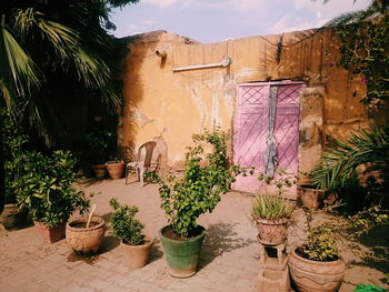 Potted plants growing outside house