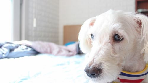 Close-up portrait of dog relaxing on bed at home