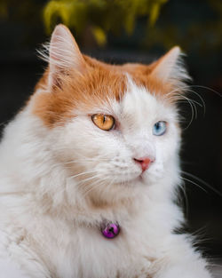 Close-up portrait of white cat