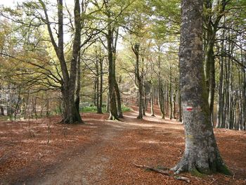 Trees growing in forest