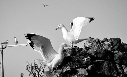 Close-up of seagulls perching on rocks against clear sky